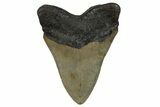 Fossil Megalodon Tooth - North Carolina #258741-2